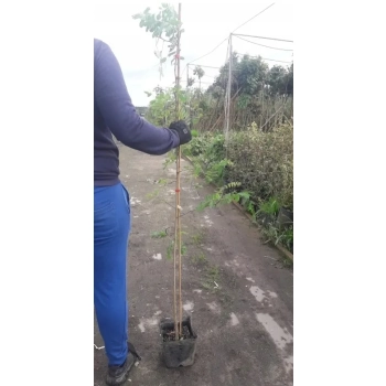 GROCHODRZEW AKACJA miododajne - sadzonki 130 / 150 cm
